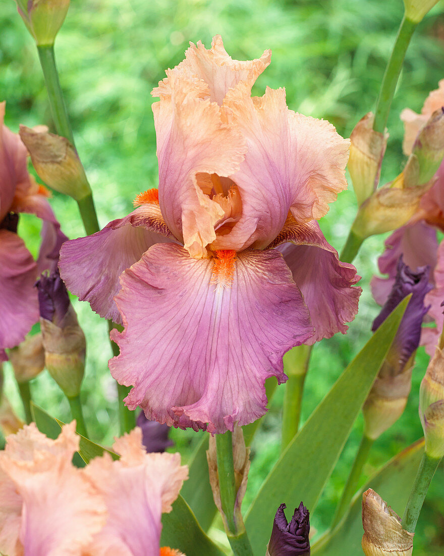 Iris germanica Sweet Musette