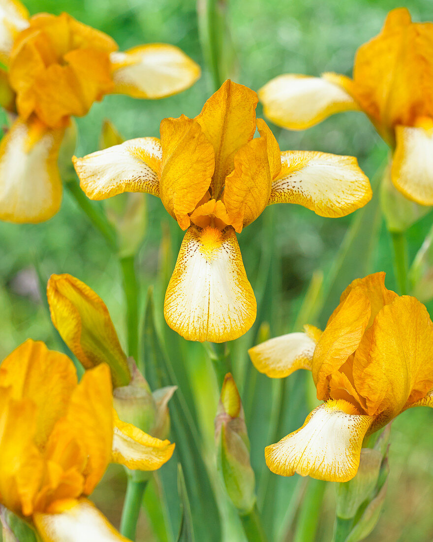 Iris germanica Ozark Jewel