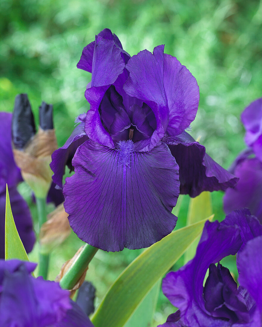 Iris germanica 'Night Owl'