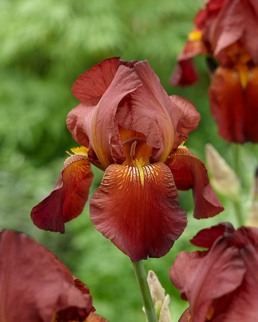 Iris germanica Fabulous Jeanette