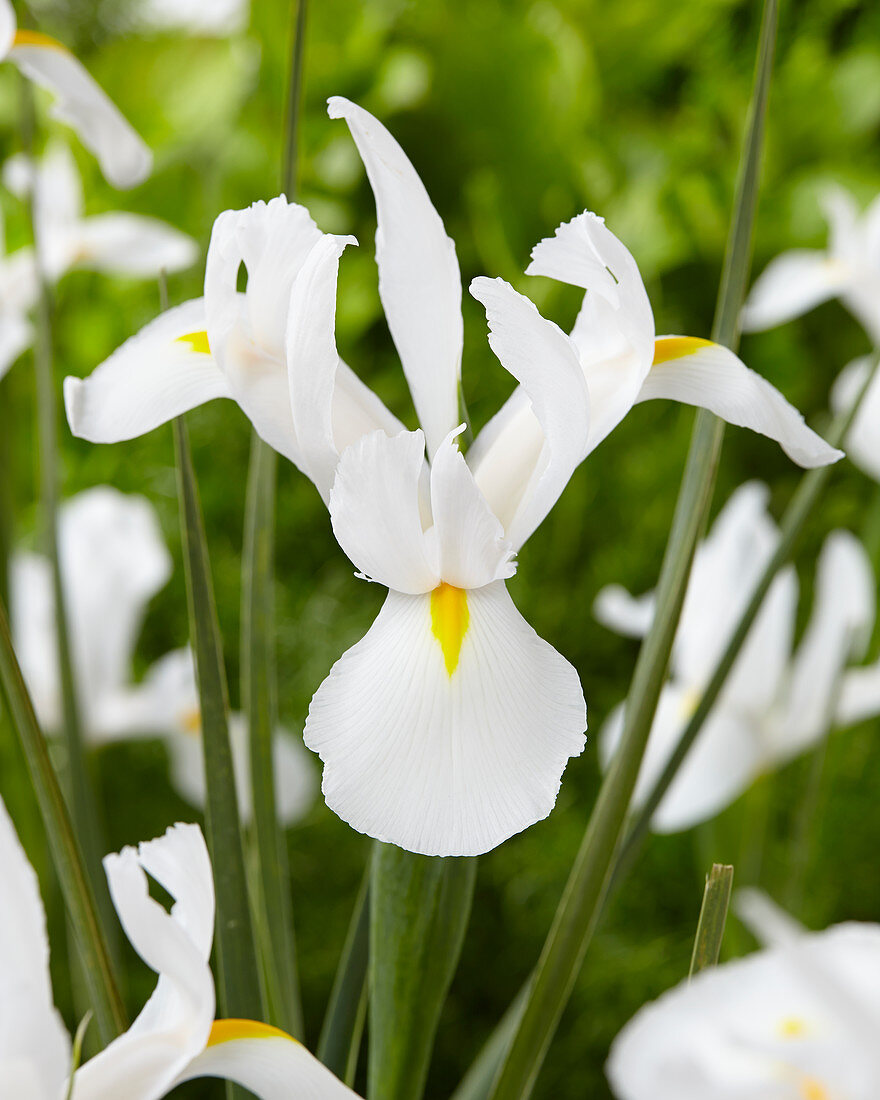 Iris hollandica 'Alaska'