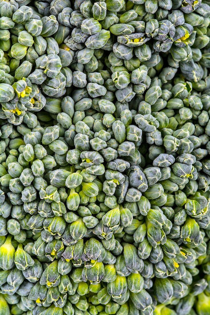 Broccoli (detailed view, close up)