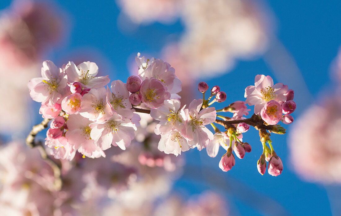 Rosa blühender Kirschblütenzweig vor blauem Himmel