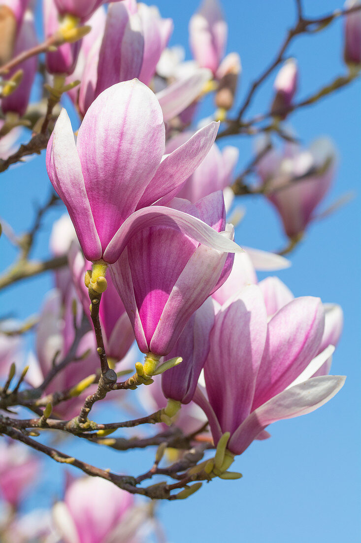 Magnolia blossom branches in front of a blue sky