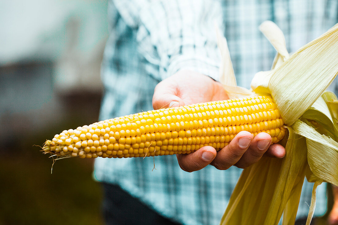 Farmers hands with fresh corn