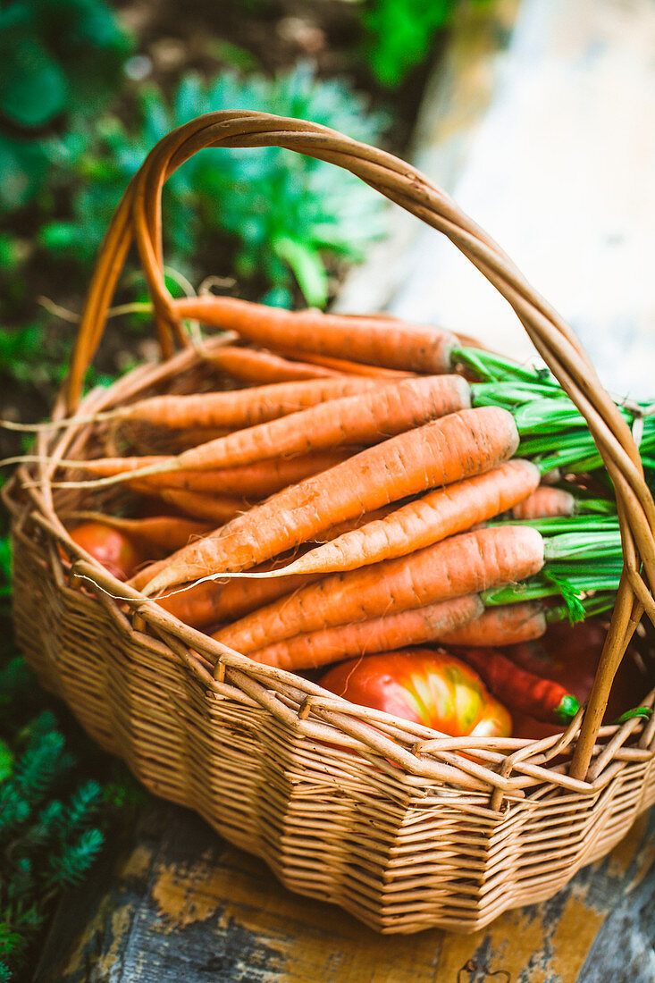 Fresh carrots in basket