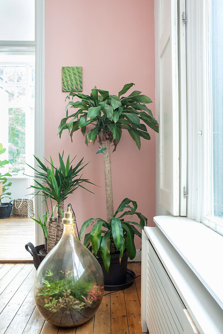 Bottle garden in demijohn and potted yuccas against pink wall