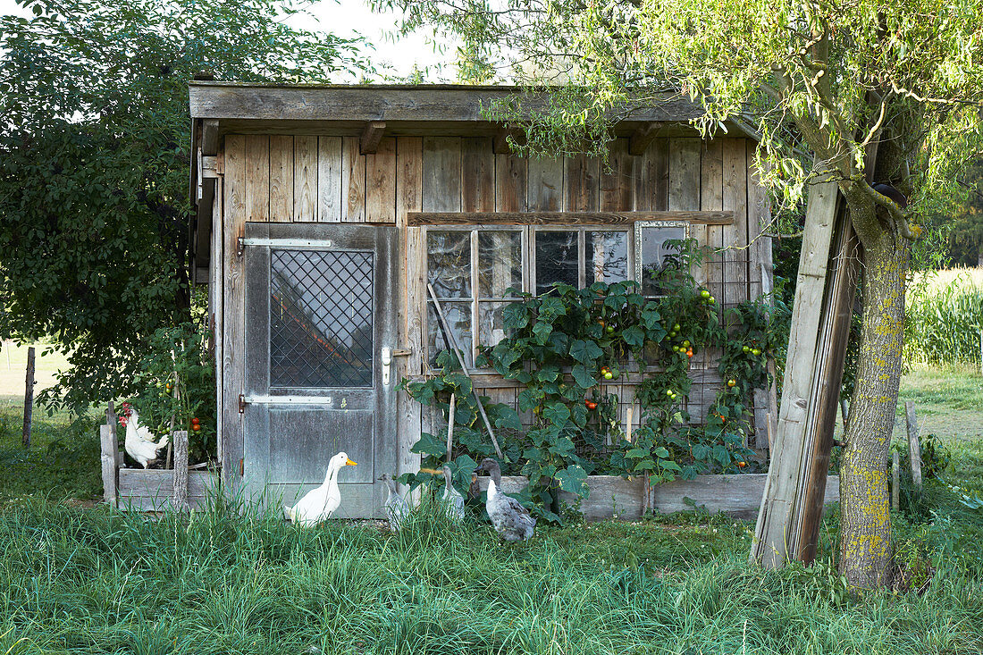 Indian Runner ducks and hens outside rustic shed in garden