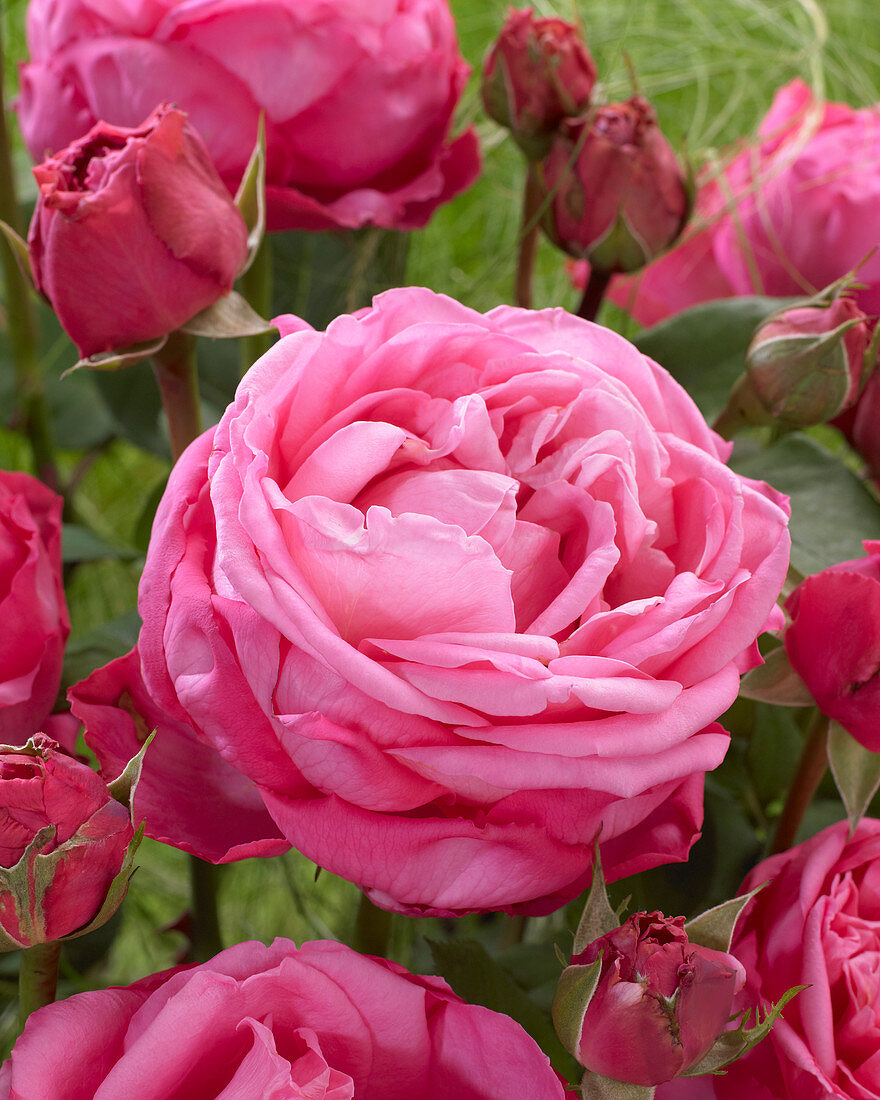 Rosa Rose Gaujard