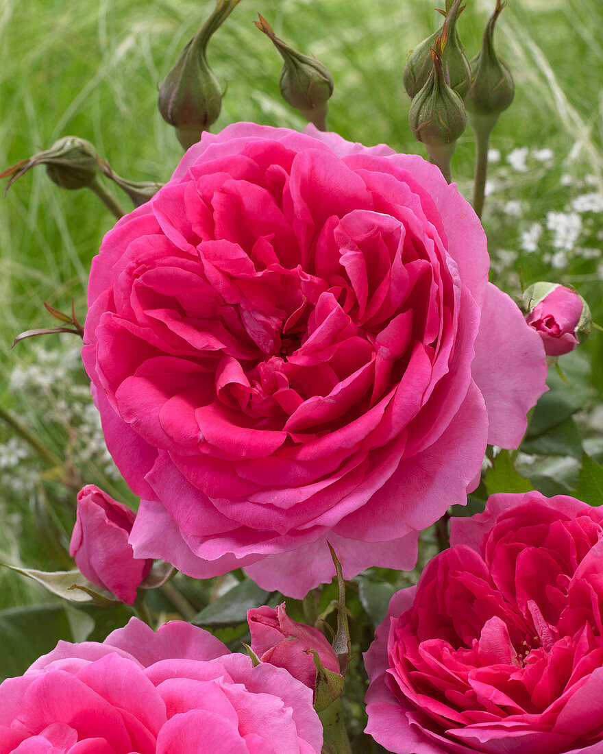 Rosa 'Pink Cloud'