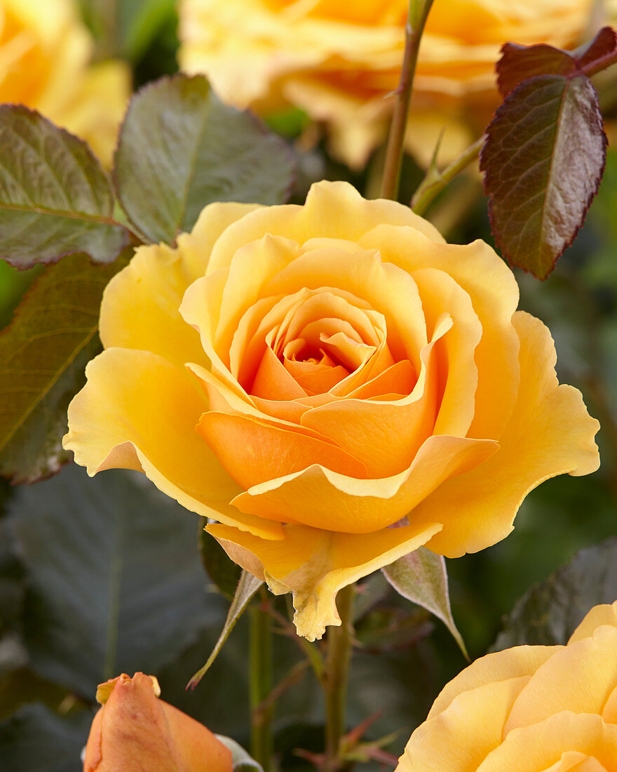 Rosa Amber Queen ®