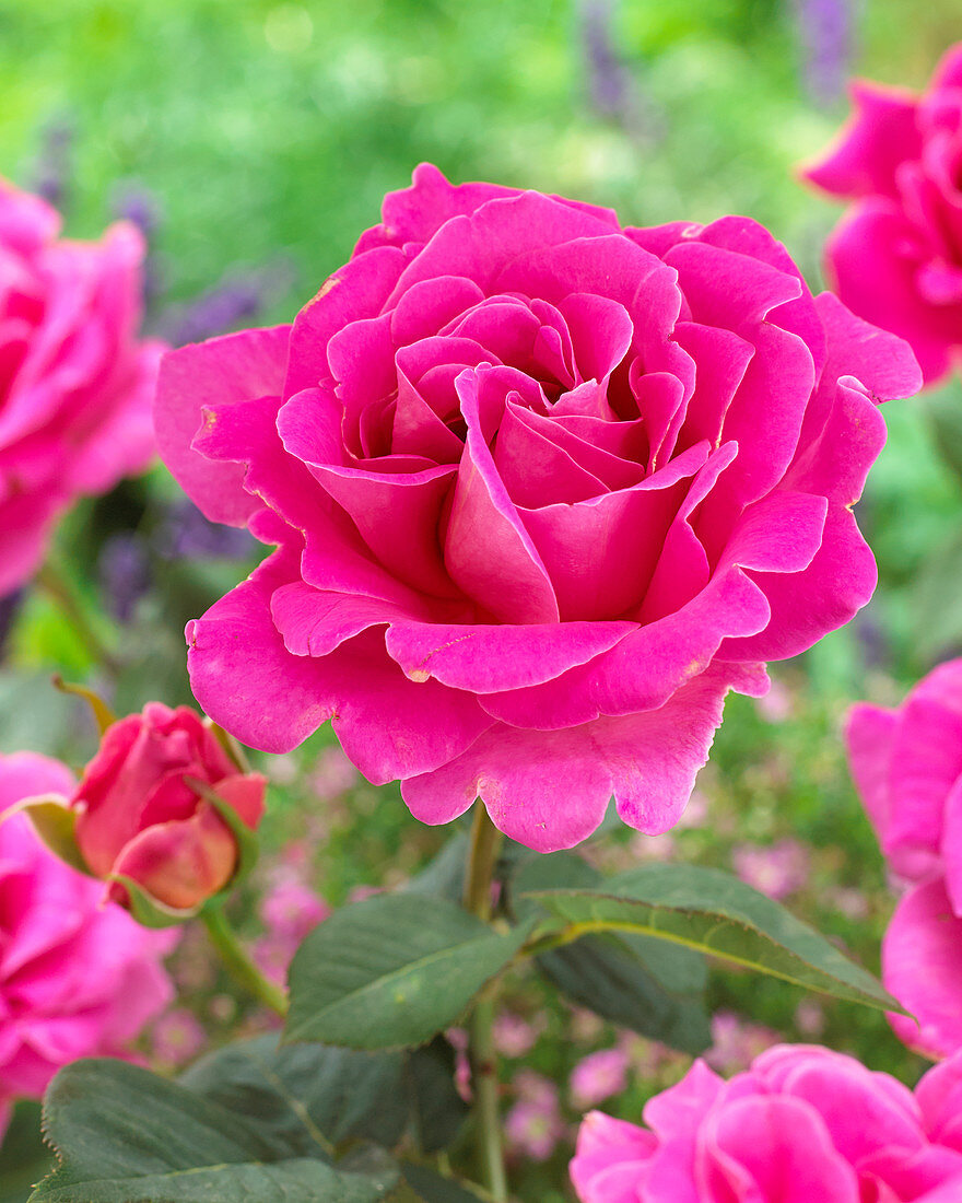 Rosa 'Pink Perfume'