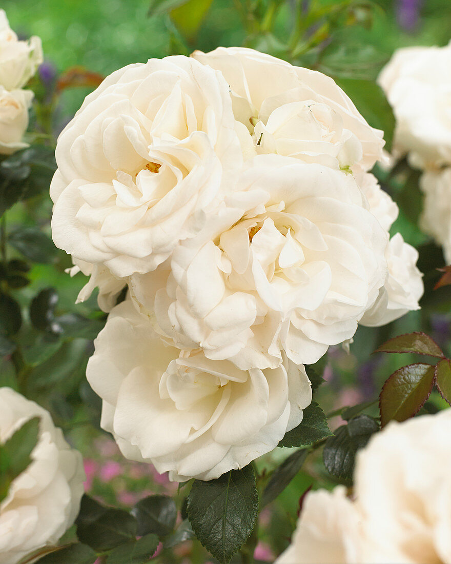 Rosa 'Aspirin Rose'