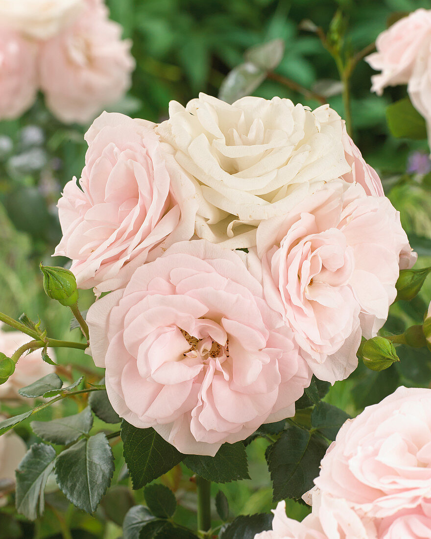 Rosa 'Aspirin Rose' ®