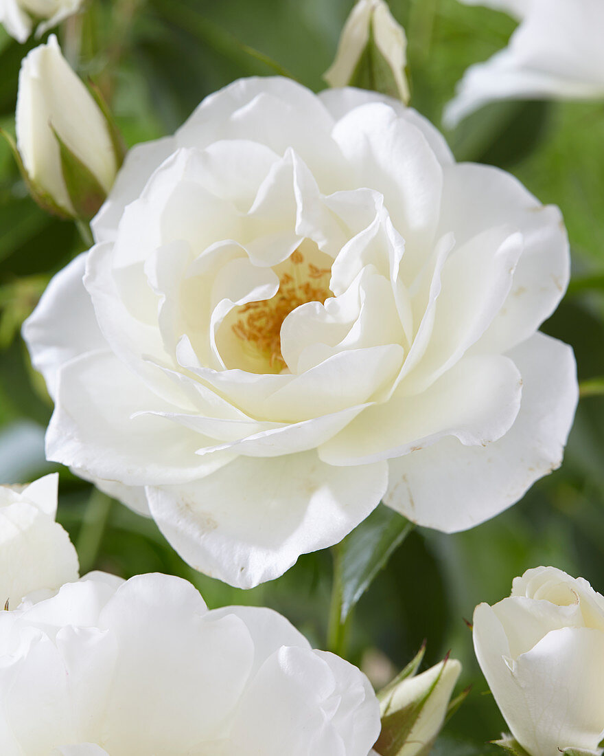 Rosa 'Climbing Schneewittchen' ®