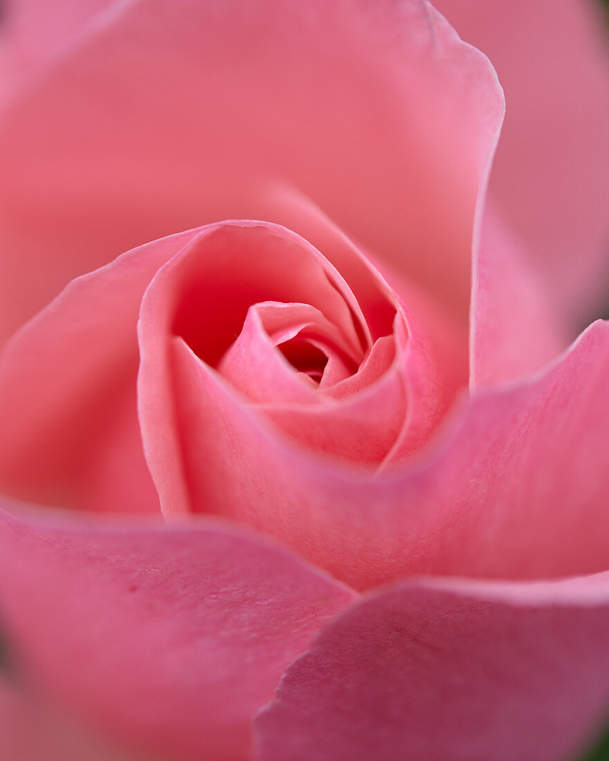 Pinke Rosenblüte
