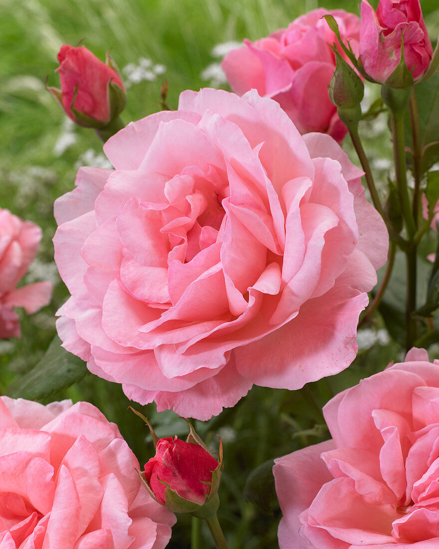 Rosa 'Queen Elizabeth'