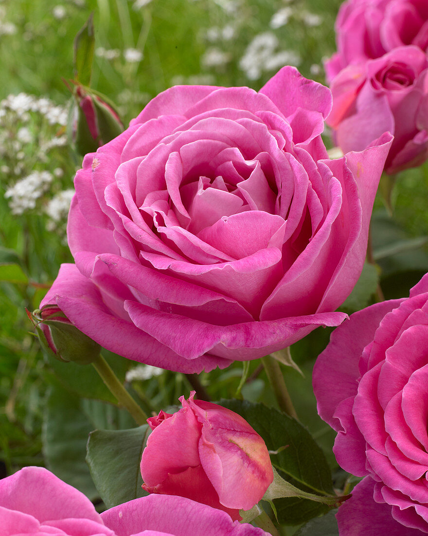 Rosa Pink Perfume