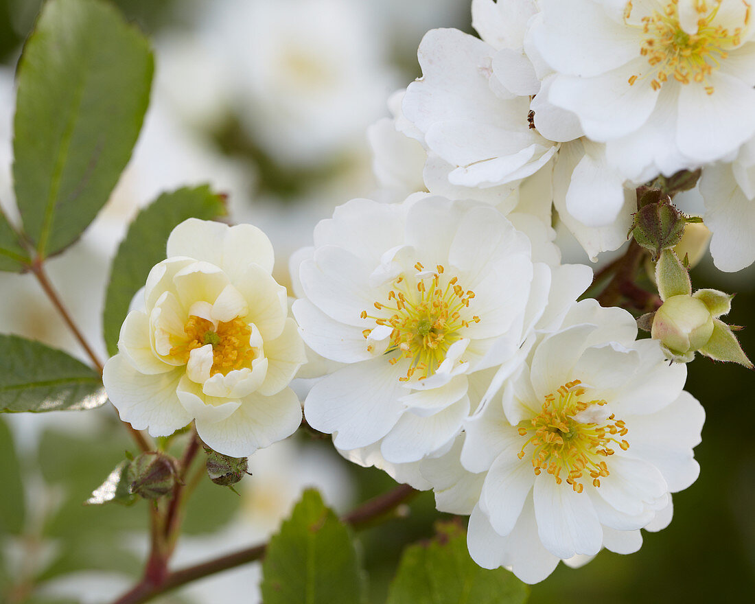 Rosa Guirlande d'Amour