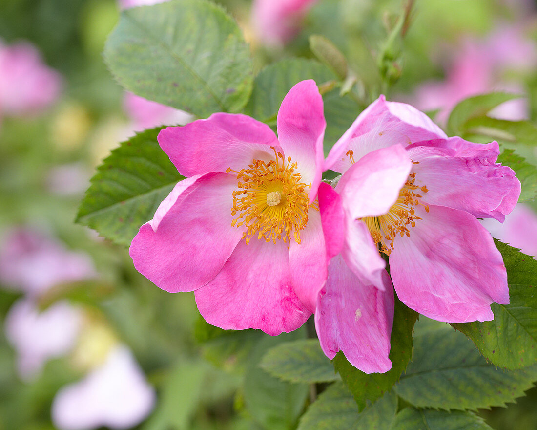 Rosa 'Complicata'