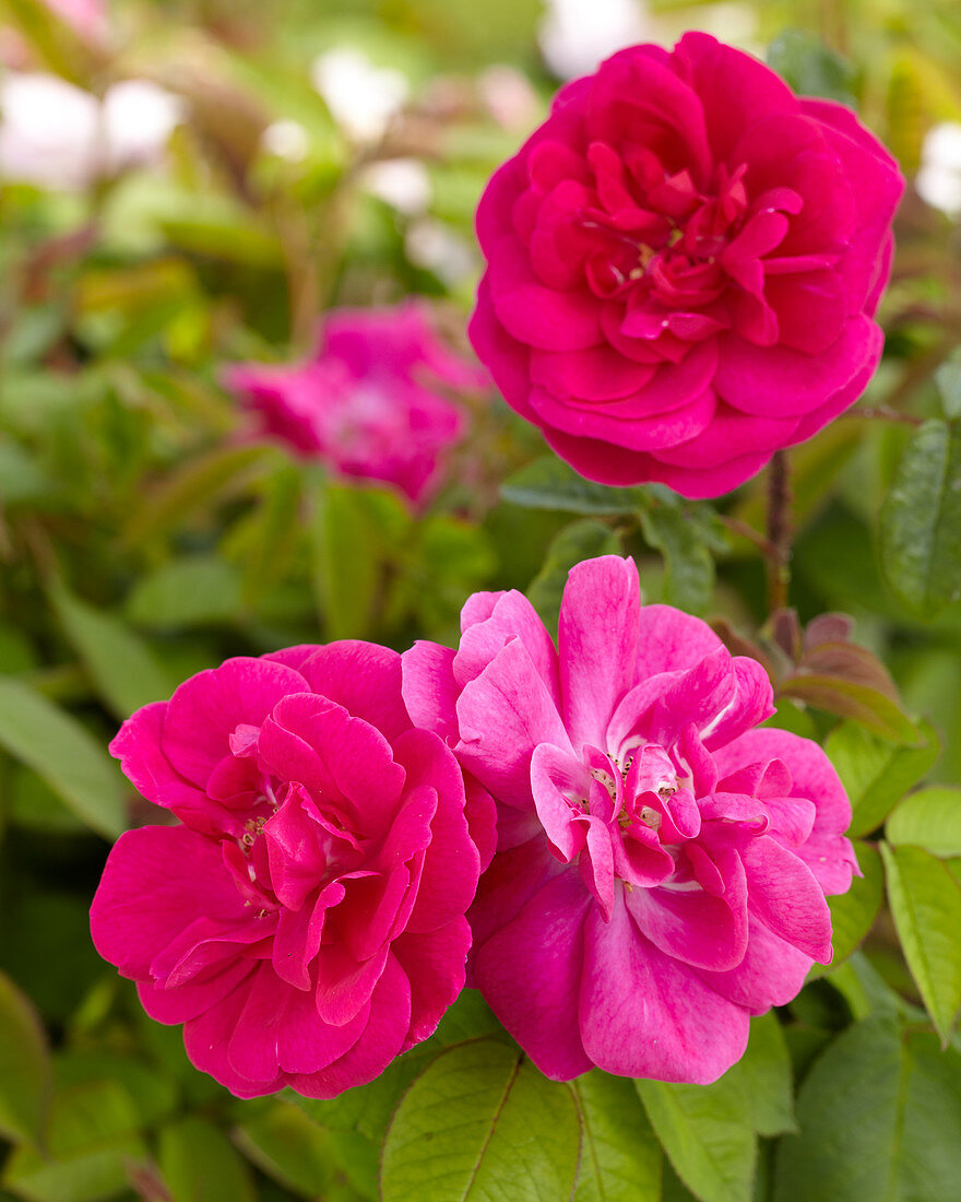 Rosa centifolia muscosa 'Rubra'