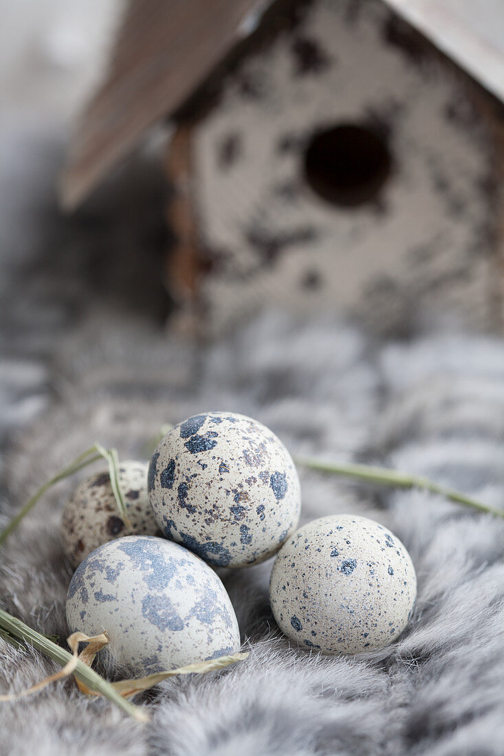 A nesting box with quail eggs