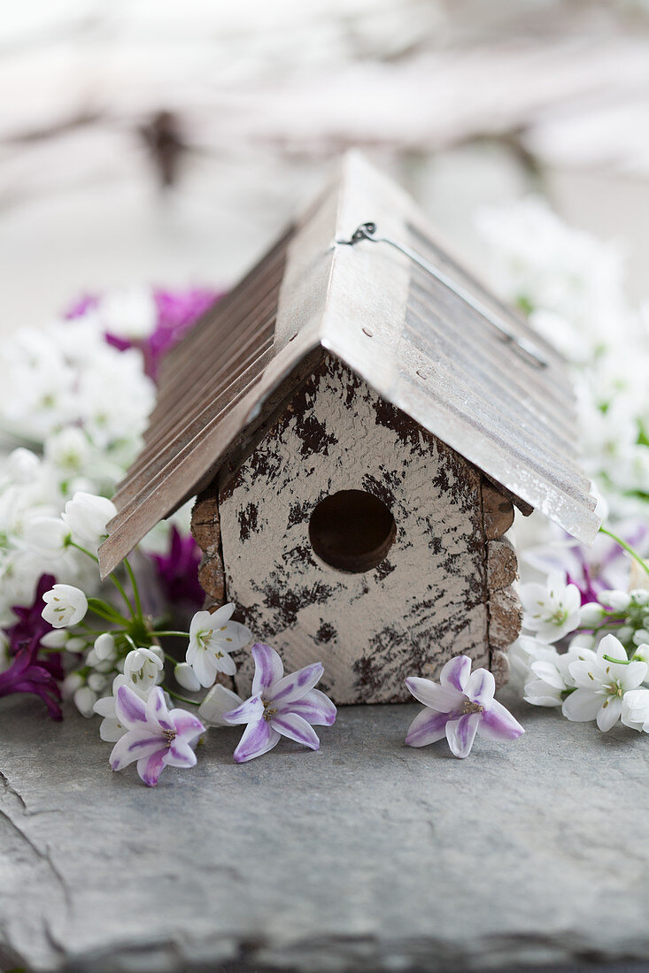 Nesting box and spring flowers