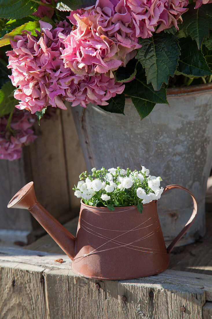 Rusty metal watering can decorated with copper wire and used as planter