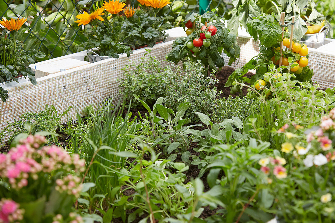 Frische Kräuter, Tomaten und Blumen im selbstgebauten Hochbeet