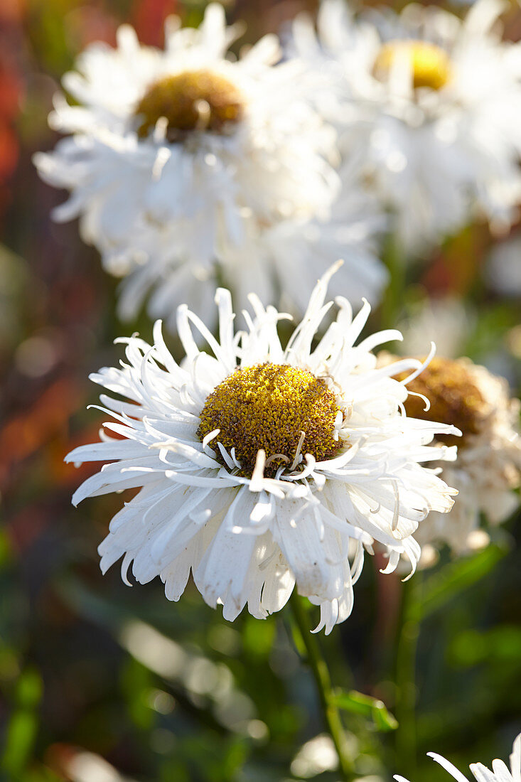 Leucanthemum 'Spikey White'