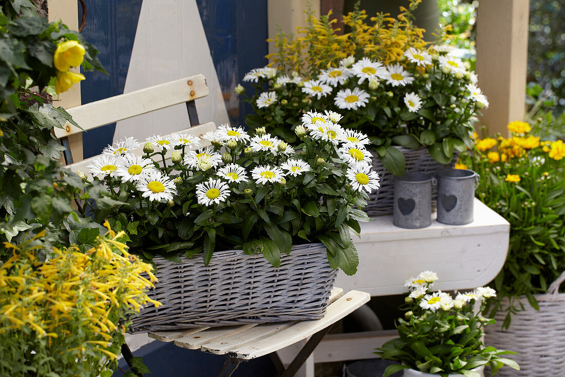 Leucanthemum 'Snow Lady'