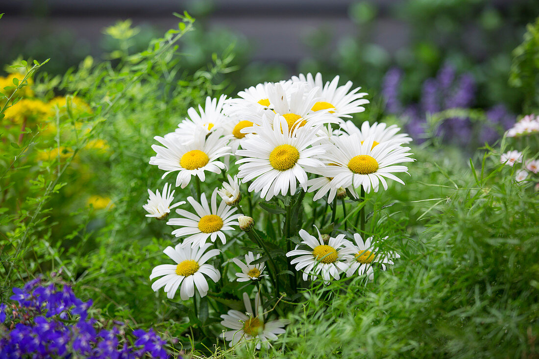 Leucanthemum white