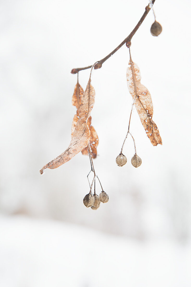 Lindenzweig mit Fruchtständen im Winter