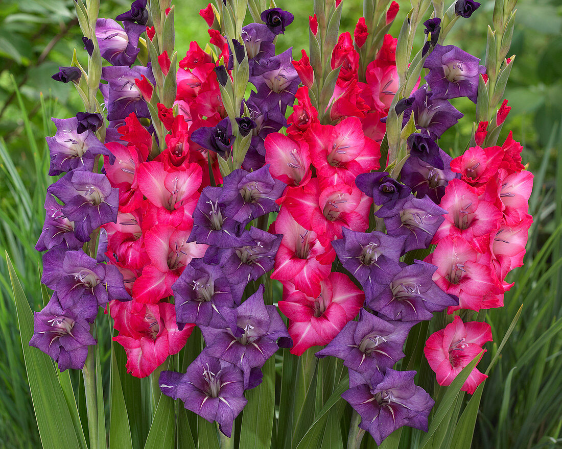 Gladiolus 'Flevo Gipsy', 'Flevo Ocean'