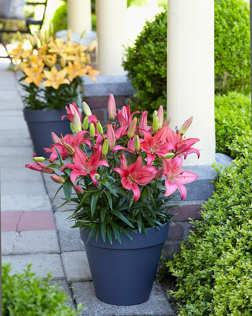 Lilium 'Island Joy'