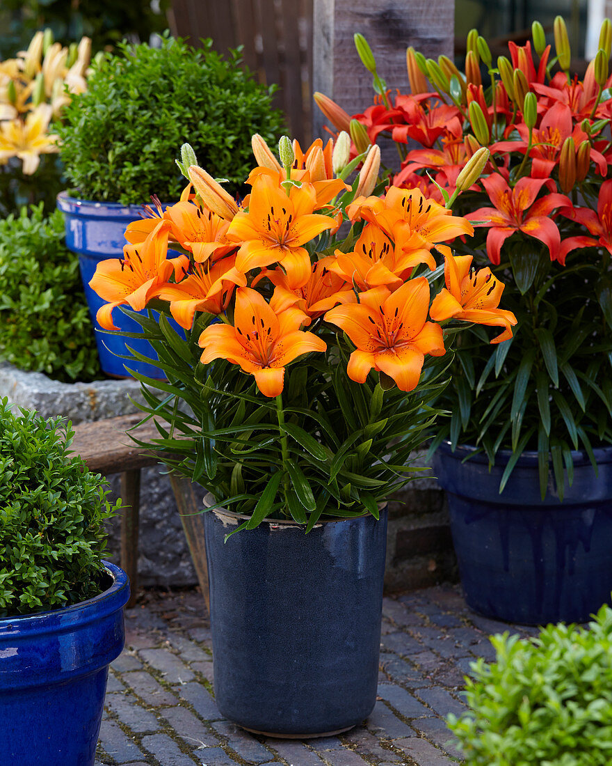 Lilium 'Victory Joy'