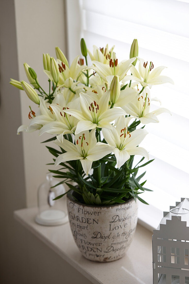 Lilium 'White Joy'