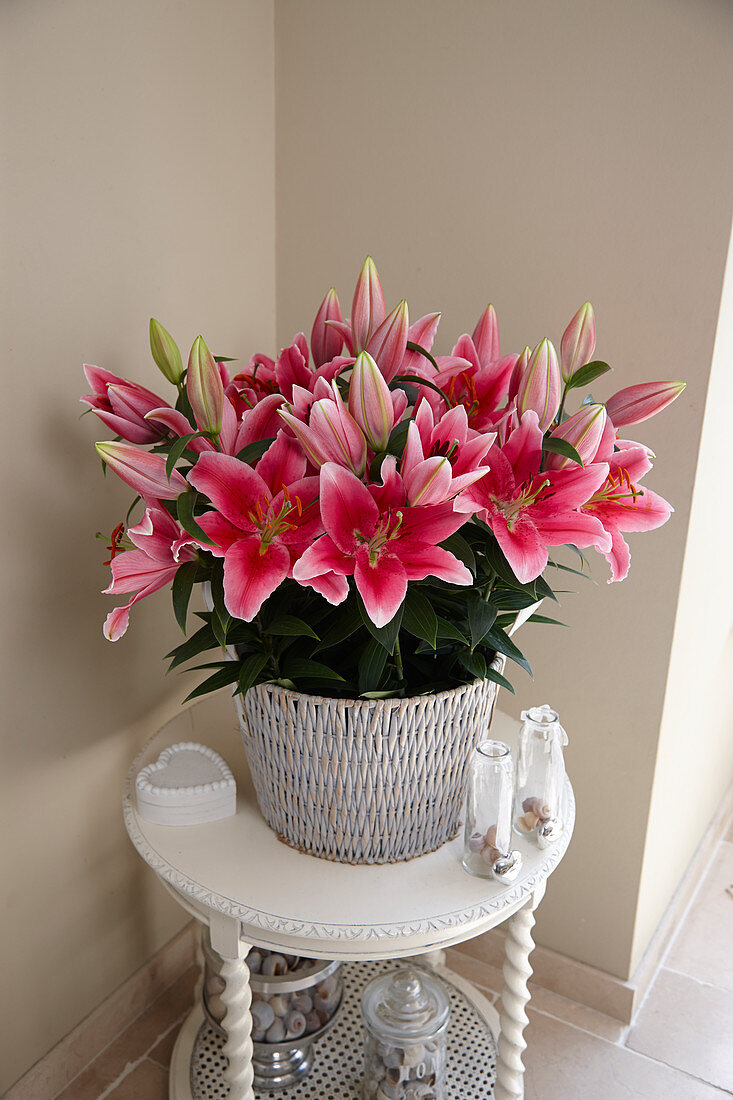 Lilium Pink Romance