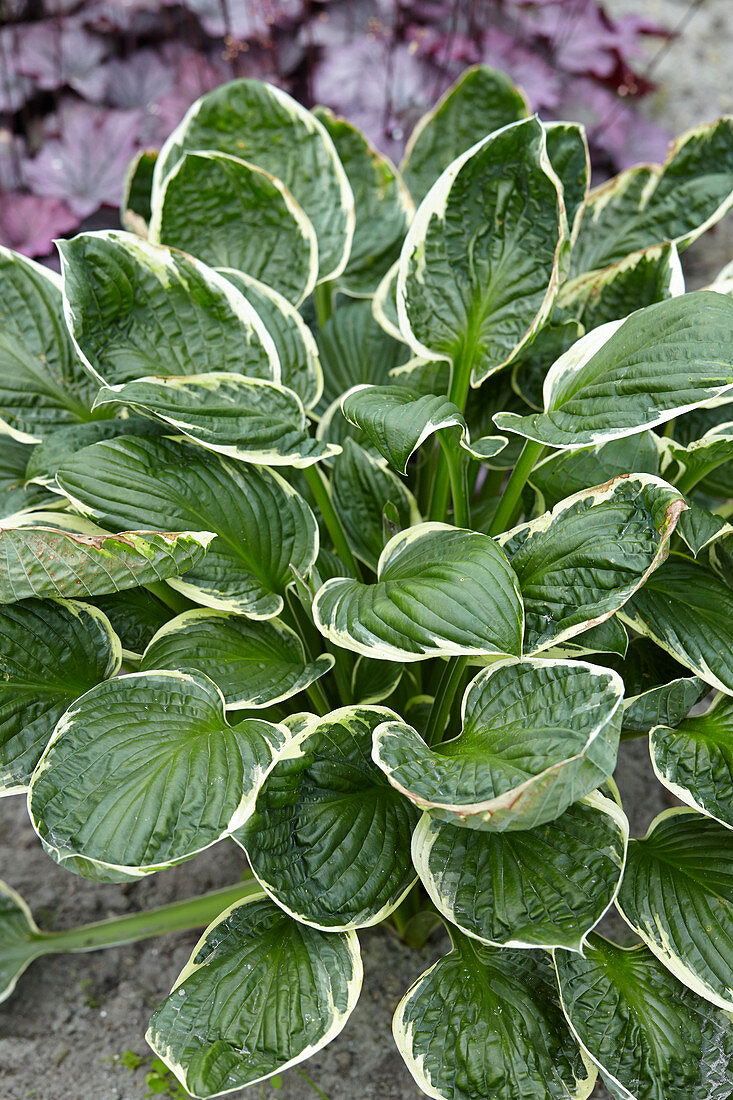 Hosta