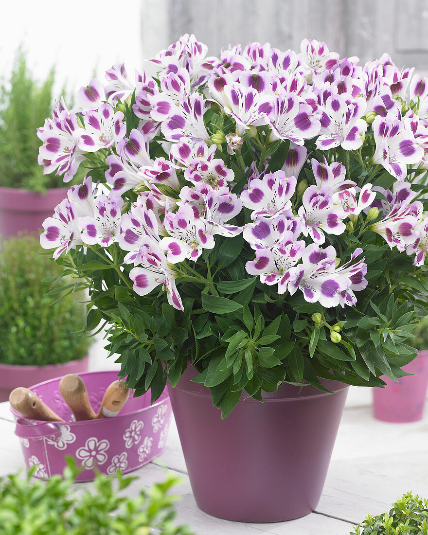 Alstroemeria Passion ®