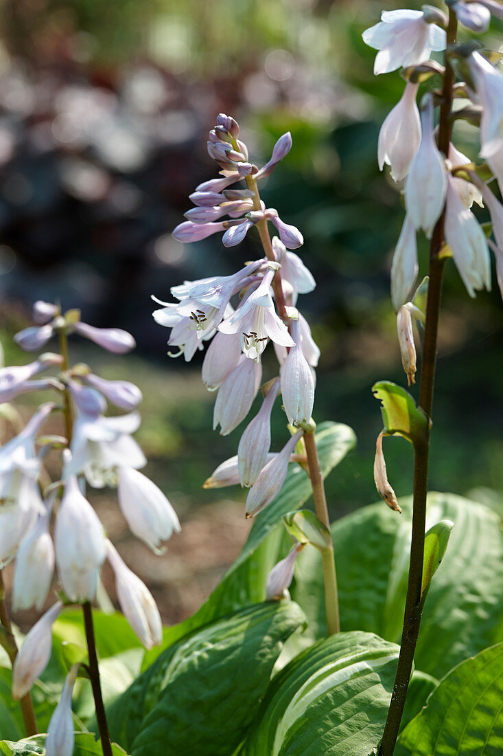 Hosta