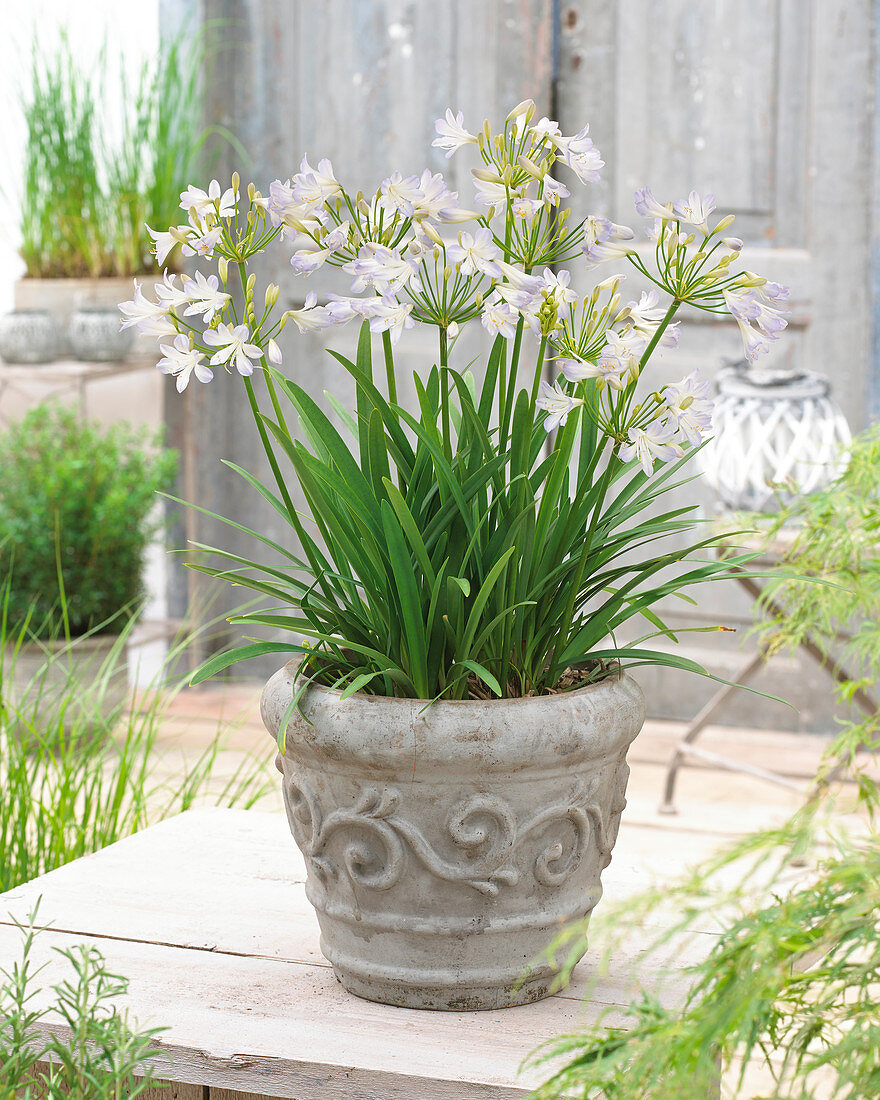 Agapanthus Silver Baby