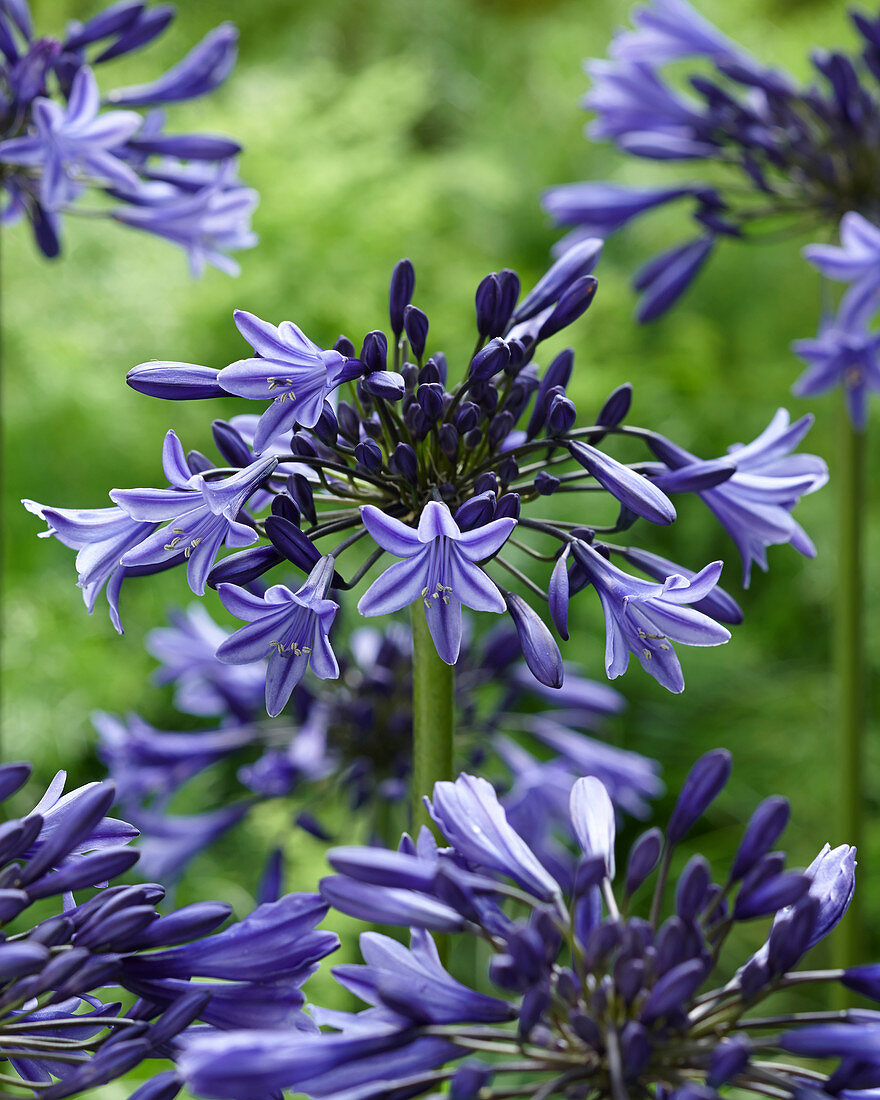 Agapanthus Star Quality