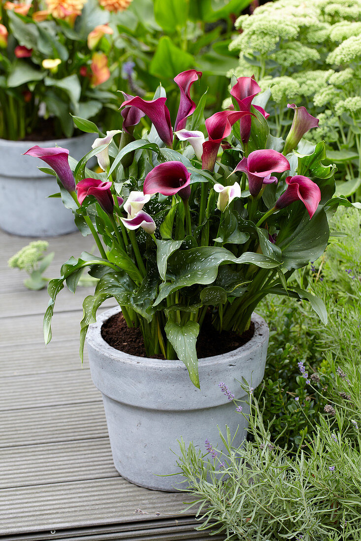 Zantedeschia on pot