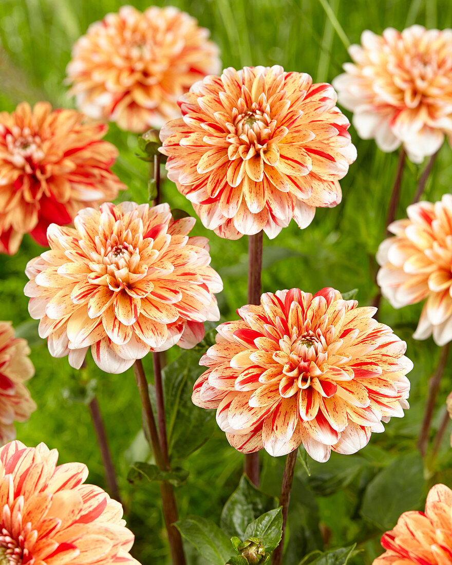 Dahlia 'Striped Nagano'