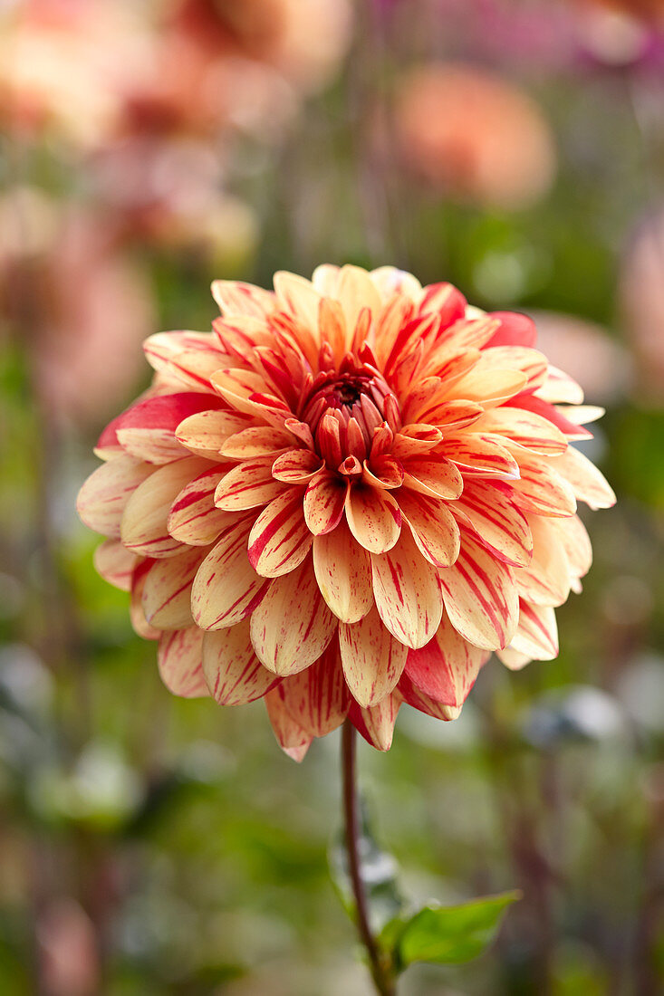 Dahlia Striped Nagano