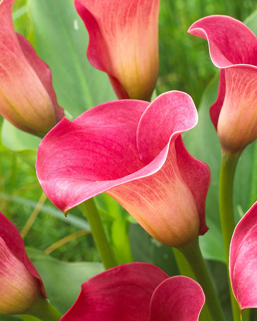 Zantedeschia Captain Romance