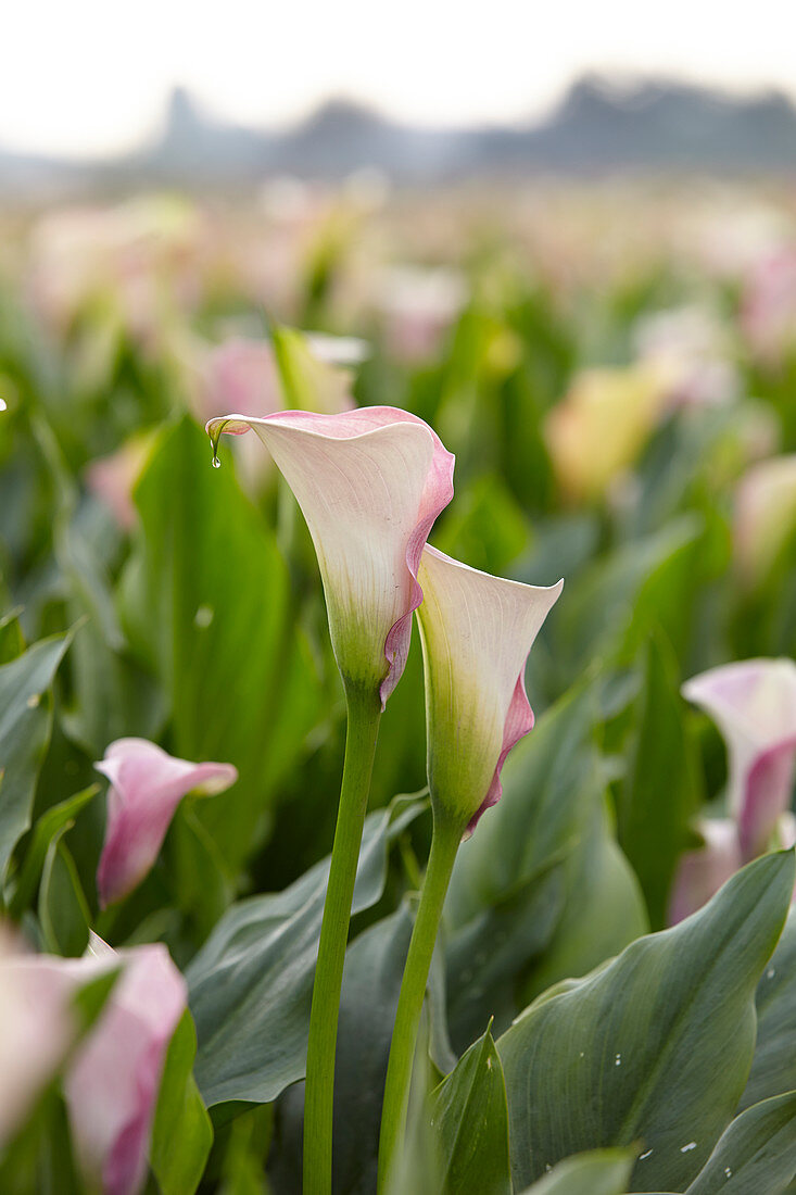 Pastellrosa Kalla-Blüten