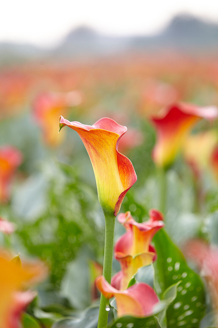 Zantedeschia