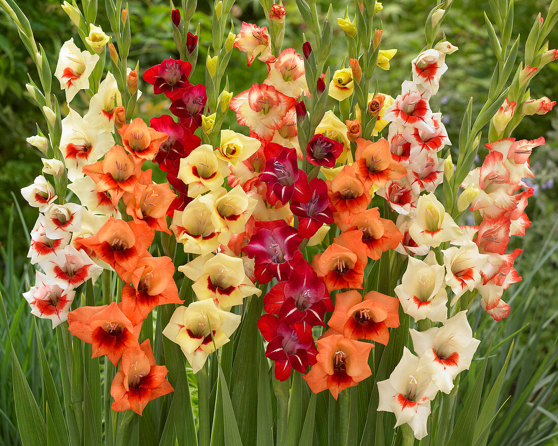 Gladiolus mixed